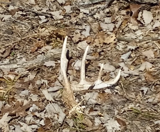 Deershed3325.jpg.eb3c52e56ffb44a5810ebd54fb3a31c4.jpg