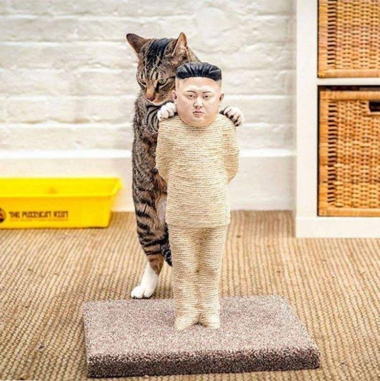 cat.jpg