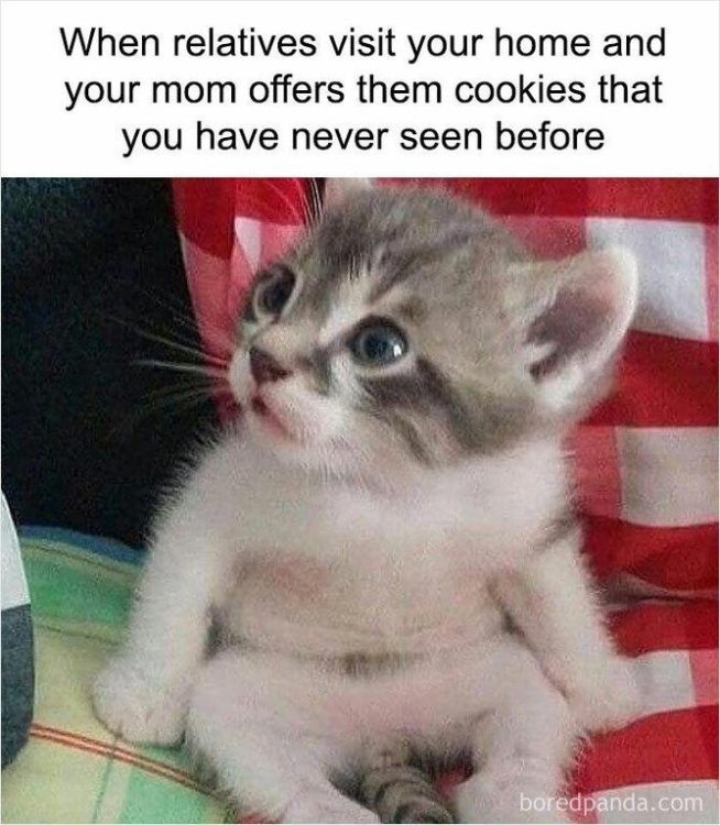 cookies.jpg