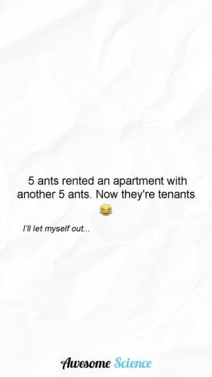 dad joke ants rent.jpg