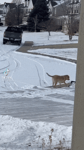 dog.gif.dde7e1c1f2bee3b449254e73ba34006f.gif