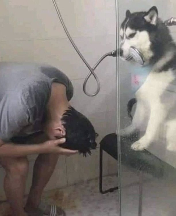 dog bathtime.jpg