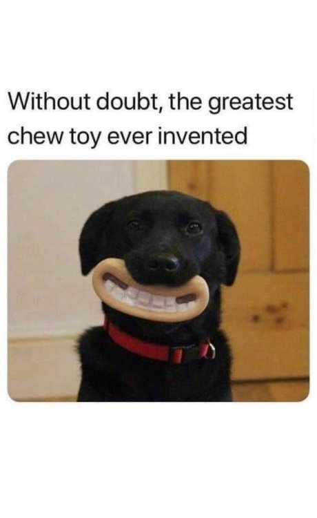 dog best-chew-toy.jpg