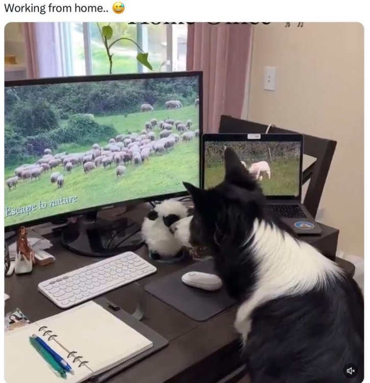 dog working from home.jpg