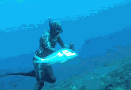 grouper.gif.e4f410c023bed269371fcf8ed78b59b2.gif