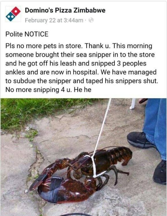 lobster.jpg