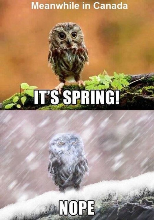 meanwhile-in-canada-memes-63908b9540604__700.jpg