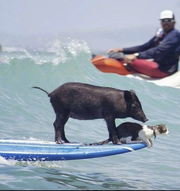 surfing.thumb.jpg.0d184e45bb185998c75151d1b017152c.jpg
