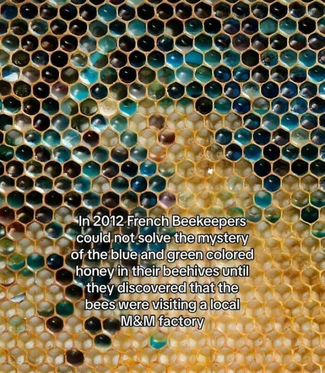 63honey.jpg.41d6adc01b109d809c90484ab7d68466.jpg