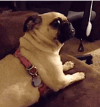 tmp.gif.689171a3ce6dc9510154f0544504f50b.gif