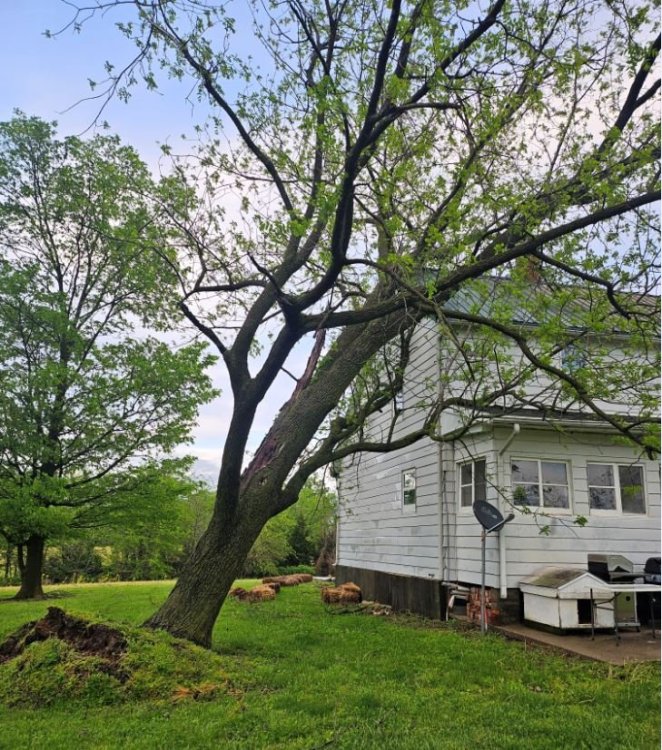 tree.JPG