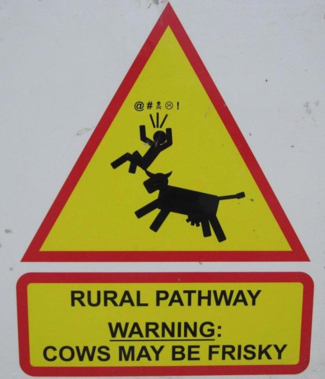 641 cows frisky.jpg