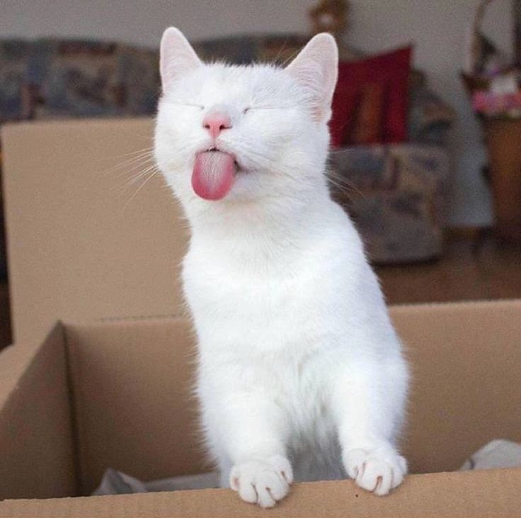 Cat6.jpg.ed3143e412595f8a6d21d987a45686c1.jpg