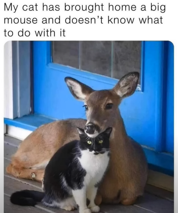 image.png.69663724697eabf636caccadcd439310.png