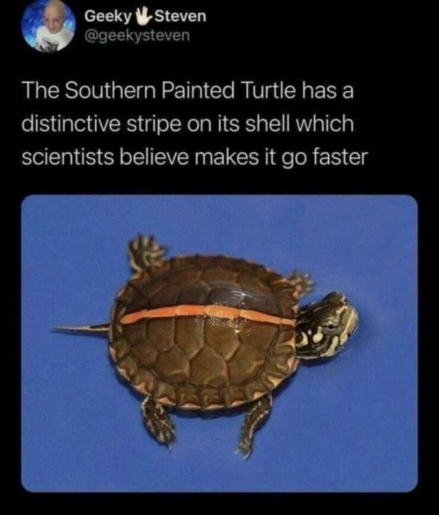 image.thumb.jpeg.8eaedd96bf0d24ab2891bed80ac45485.jpeg