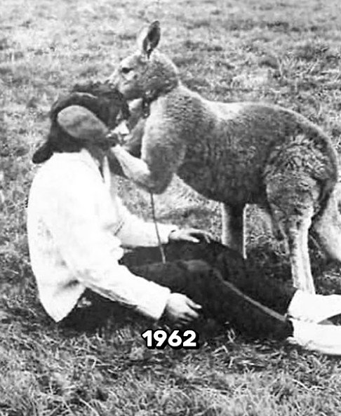 kangaroo.jpg.d38bf967af5db501037ad2e539c35c0b.jpg
