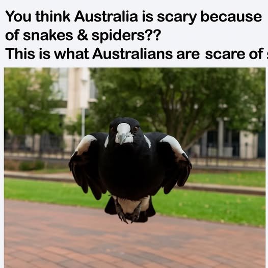 523101329_1065170239080212_448048682899350473_n.jpg.8df2daa2dea5d04fd1bcb5dfcc78ce84.jpg