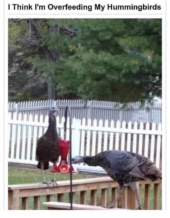 650overfeedhummingbird.png.f2e84bc8e25d12c40a6b81bec8dddb74.png