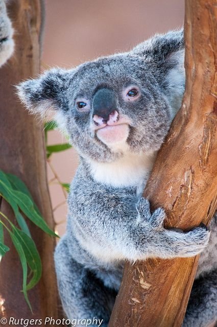 Koala2.jpg.e5bad7192d6c21a977ad5856f3302646.jpg