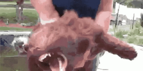 image.gif.bd4f2d1a894b5d968fc85e2447add26f.gif