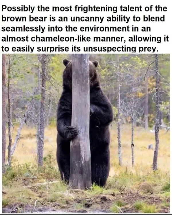 671 bear camouflage.webp