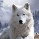 PaleWolf Brunelle, #2495L