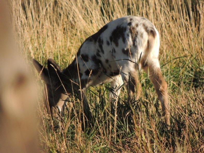 Spotted20Fawn.jpg.9e0bfce3becb9203e02abbcedbbe0c3c.jpg