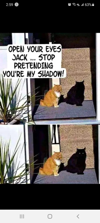 718 cat shadow.webp