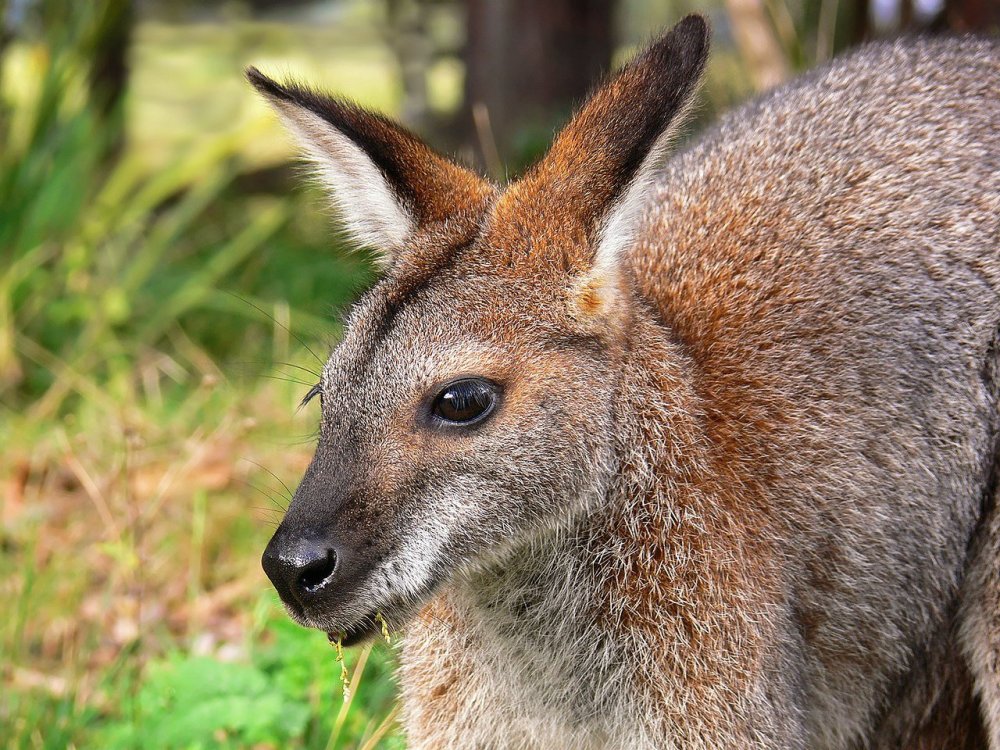 Red-necked_wallaby442.thumb.jpg.cf6f967781f7b638c2f1544be2bd70c5.jpg