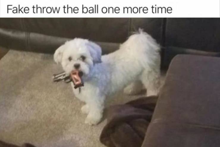 IMG_3667.jpeg.216f8287a35802ff9cdc850fe3682cb3.jpeg