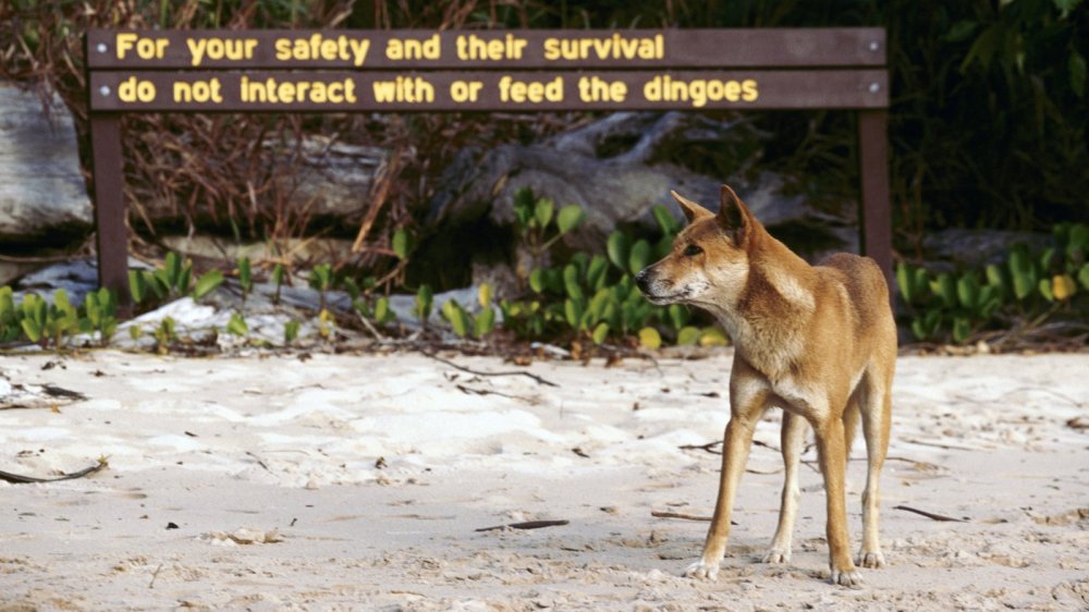 20xp-dingo-1-videoSixteenByNineJumbo1600.thumb.jpg.a913f2cc8306f93ec84c009d39538bef.jpg