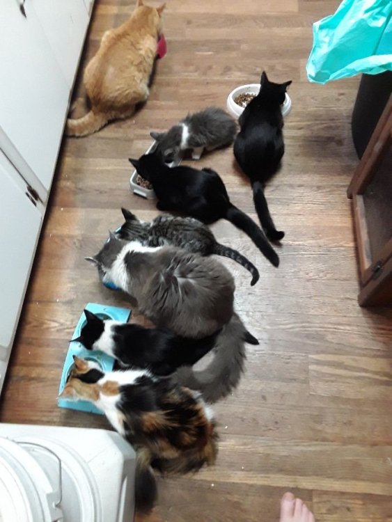 CatB-fast.thumb.jpg.a6d92515921ed18e72dd9b2db56d086c.jpg