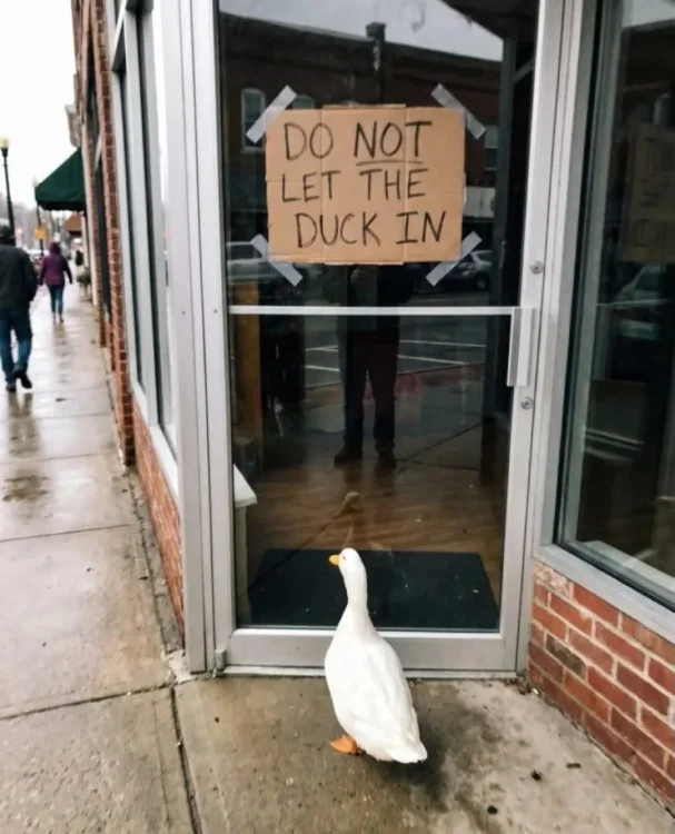 1 750 keep the duck out.webp