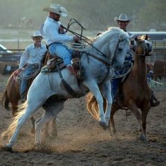 Puncher Caddo