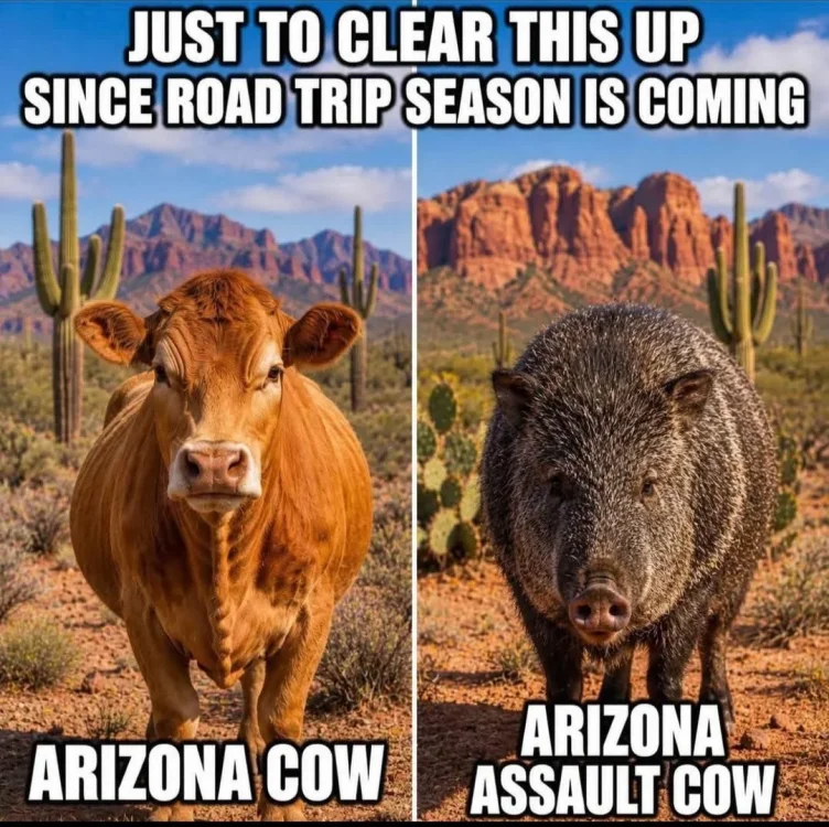 0 0 Arizona cow.webp