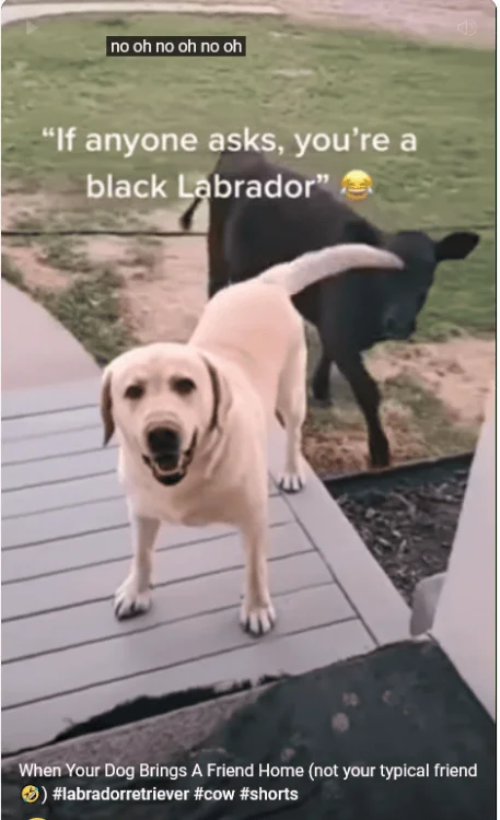 0 764 black lab.webp