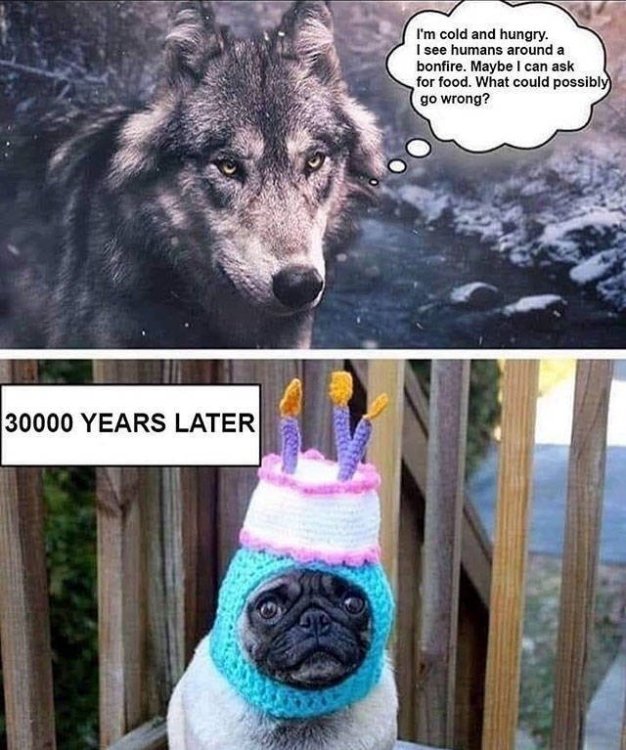 IMG_6769.thumb.jpeg.4fdd240e7c0342098591e1494e49f0d2.jpeg