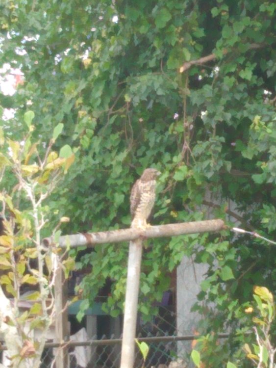 00hawk1.thumb.jpg.7df9ee4e93ee0969f6537a62e0479d6e.jpg