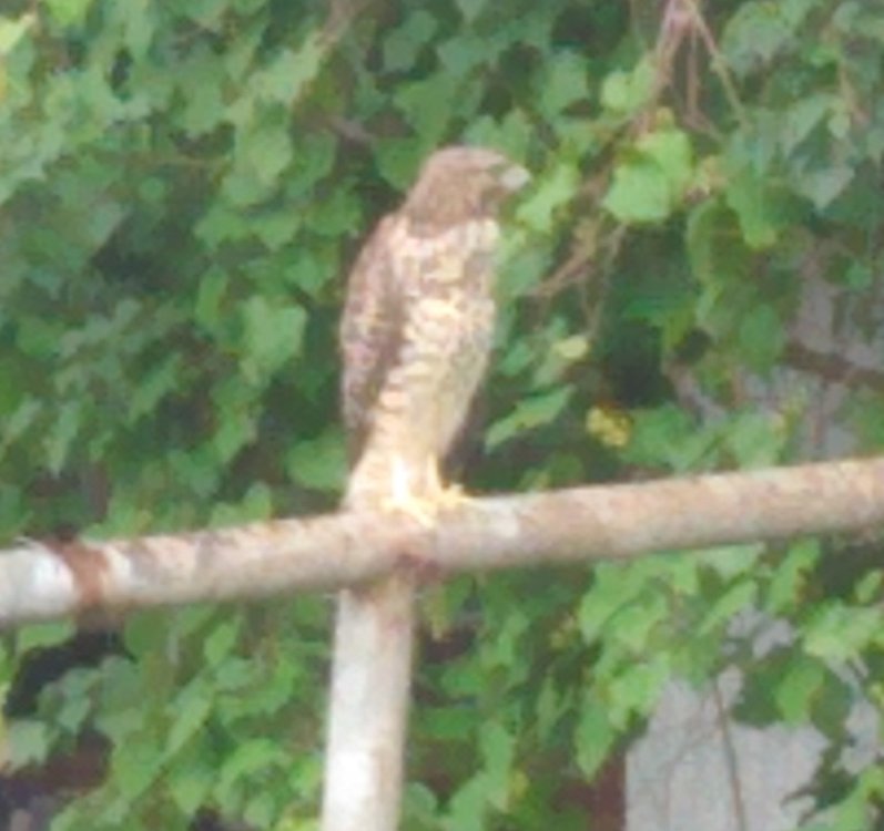 00hawk2.thumb.jpg.63288849cb9bf3a231d529e3144717e2.jpg