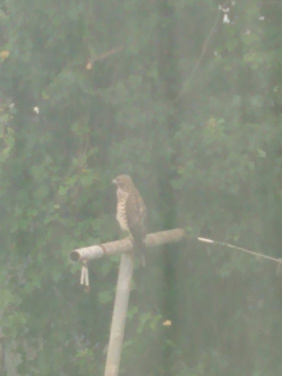 00hawk3.thumb.jpg.b612f3e3fad260006d938abed340807f.jpg