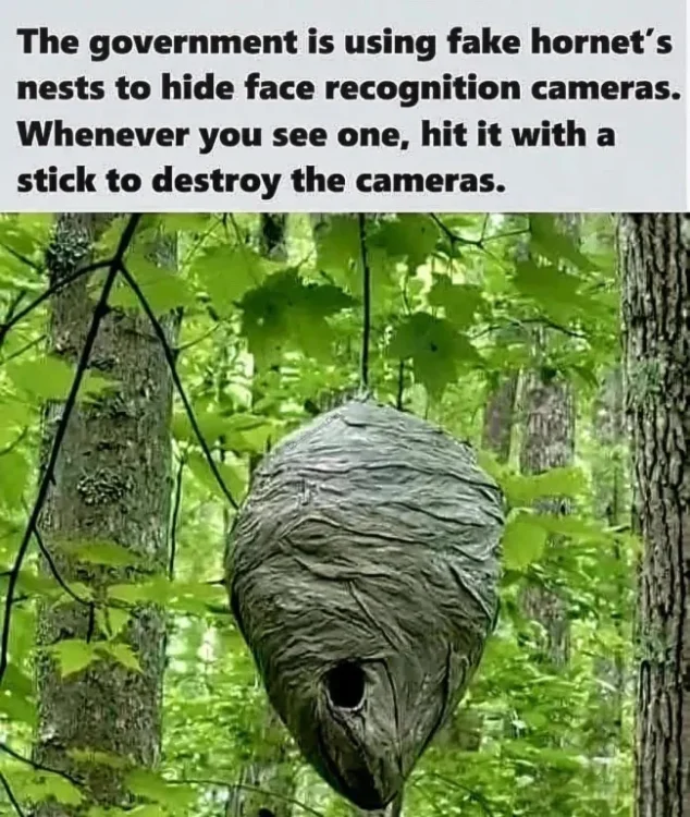 0 543 hornet nest.webp