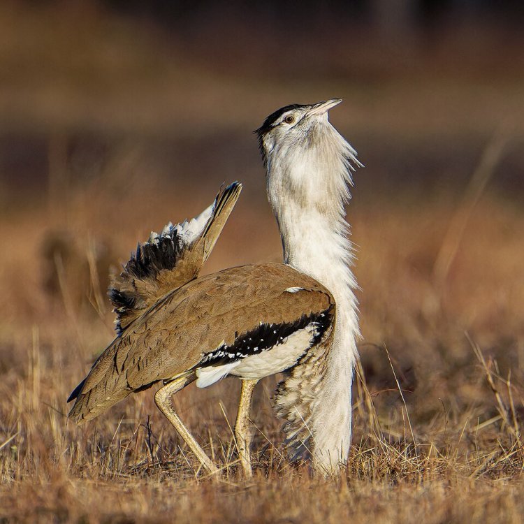 Ardeotis_australis_-_queensland-2024.thumb.jpg.34b7e05d7429a5f6db6c89c37442b618.jpg