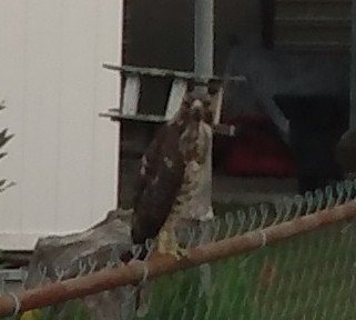 hawk3.jpg.96ac8ac23b760c6277141a06e1a7a1a8.jpg