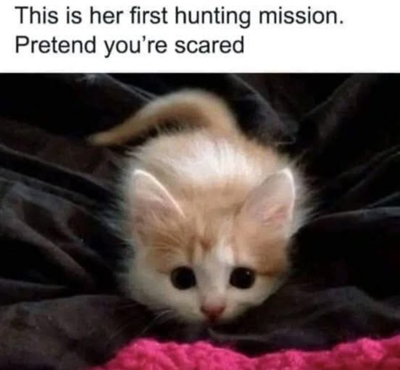 0 0 cat.jpg