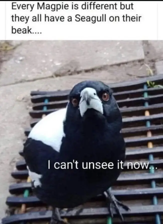 IMG_7393.png